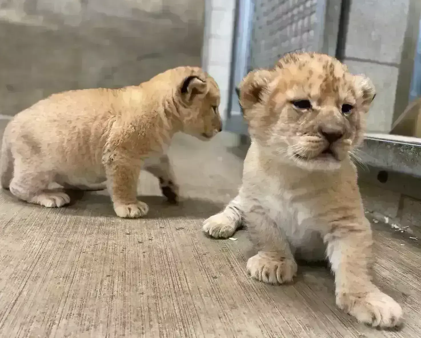 शेरनी सोना ने ही अपने दो शावकों को मार दिया- सफारी प्रशासन शेरनी सोना ने ही अपने दो शावकों को मार दिया- सफारी प्रशासन