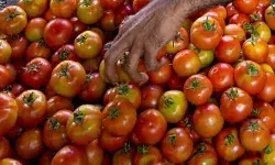 रुपए पैसे नहीं अब टमाटर पर चोरों की नजर- मंडी से ले उड़े टमाटर