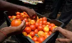 बोलेरों के साथ टमाटर भी लूट ने गये बदमाश- लाखों की कीमत होना..