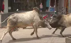 सांडों की लडाई में मोमोज का बलिदान- खौलता तेल गिरने से 3 झुलसे सांडों की लडाई में मोमोज का बलिदान- खौलता तेल गिरने से 3 झुलसे