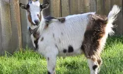 महीनों पहले चोरी हुई बकरी मौका मिलते ही ऐसे पहुंची मालिक के घर महीनों पहले चोरी हुई बकरी मौका मिलते ही ऐसे पहुंची मालिक के घर