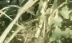 किडनेप के बाद किशोरी को नग्न कर जंगल में रेप- कपडे मांगने पर.. किडनेप के बाद किशोरी को नग्न कर जंगल में रेप- कपडे मांगने पर..