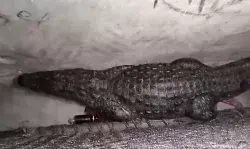 बेडरूम में चारपाई के नीचे बैठा रहा मगरमच्छ- नींद खुली तो सिटटी पिट्टी. बेडरूम में चारपाई के नीचे बैठा रहा मगरमच्छ- नींद खुली तो सिटटी पिट्टी.