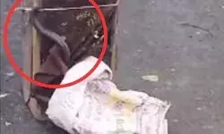 होटल में बजा बीन का लहरा- फुफकरता निकला किंग कोबरा- लोगों की..