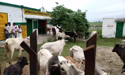 टीचर स्टूडेंट को बाहर कर गांव वालों ने स्कूल में बंद किए गोवंश