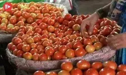 टमाटरों ने करा दिया किसान का करोड़ों का कर्ज चुकता- जेब भी नोटों से.. टमाटरों ने करा दिया किसान का करोड़ों का कर्ज चुकता- जेब भी नोटों से..