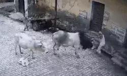 बेकाबू सांड ने घूमने निकले बुजुर्ग को सींगों पर उठाकर पटका और..