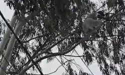 चमत्कार दिखाने को पेड़ पर चढ़े हनुमान भक्त पुजारी का हुआ ऐसा हाल