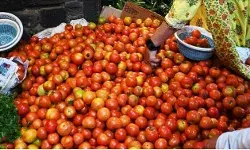 टमाटर की उड़ान पर लगेगा ब्रेक- कल से यूपी में 50 रुपए किलो टमाटर