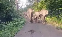 हाथियों के झुंड ने सड़क पर कब्जा कर लगाया जाम- वन विभाग के..