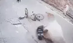 साइकिल सवार को टक्कर मार सांड ने हवा में उछाला- 5 दिन बाद भी..