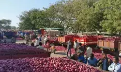 प्याज की कीमतों ने निकाले आंसू- 63 रुपए किलो तक पहुंचे दाम