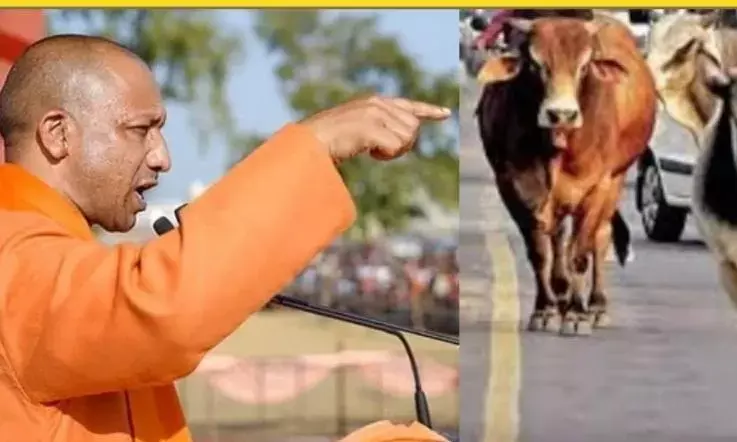 सरकार का हुक्म- सड़कों पर अब नजर नहीं आएंगे निराश्रित गोवंश