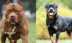 कुत्ता पालने के शौकीनों को झटका- अगर पाला तो देना होगा..