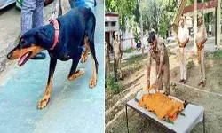 अपराधिक घटनाओं को खोलने वाली स्वान शौर्य का निधन- दी गई अंतिम विदाई अपराधिक घटनाओं को खोलने वाली स्वान शौर्य का निधन- दी गई अंतिम विदाई