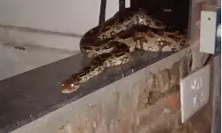 डीएम के बंगले पर कब्जा कर 6 फुटिये अजगर ने आराम फरमाया डीएम के बंगले पर कब्जा कर 6 फुटिये अजगर ने आराम फरमाया