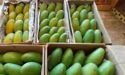 आम महोत्सव में किसान का पुरस्कार हडपने वाला अफसर सस्पेंड आम महोत्सव में किसान का पुरस्कार हडपने वाला अफसर सस्पेंड