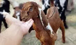 भैंस एवं कुत्ते के बाद अब बकरियां तलाश रही UP पुलिस भैंस एवं कुत्ते के बाद अब बकरियां तलाश रही UP पुलिस