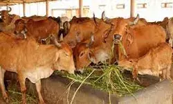 सरकारी चारा नहीं मिलने से परेशान गौ सेवकों ने गौशाला से निकाली गायें