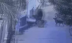 स्कूल जा रही बच्ची का पीछा कर सांड ने पटका- कुत्ते ने ऐसे बचाया जीवन