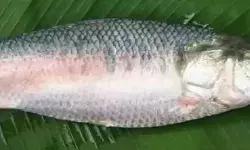 लगी बोली तो 26000 रुपए में बिक गई मछली- वजन था सिर्फ...