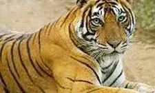 बाघिन टी-79 के एक और शावक की मौत- वन विभाग में हड़कंप बाघिन टी-79 के एक और शावक की मौत- वन विभाग में हड़कंप