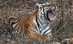 आदमखोर बाघ ने किया महिला पर हमला, हुई मौत