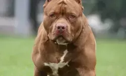 खतरनाक पिटबुल ने महिला को काटा- मलिक के खिलाफ रिपोर्ट दर्ज खतरनाक पिटबुल ने महिला को काटा- मलिक के खिलाफ रिपोर्ट दर्ज