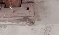 चूहा पकड़ने को रेलवे ने खर्च कर दिए रुपए 41 हजार- 69 लाख में हाथ आए..