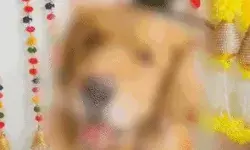 कुत्ते को मोर पंख बांसुरी से सजाया- जम्मू की महिला ने लिखाई FIR कुत्ते को मोर पंख बांसुरी से सजाया- जम्मू की महिला ने लिखाई FIR