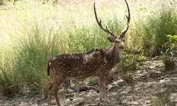 बेंगलुरू जैविक उद्यान में सोलह चित्तीदार हिरणों की मौत