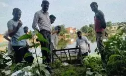 मगरमच्छ को दावत में दिए गए मुर्गे को गांव वाले खा गए पकाकर