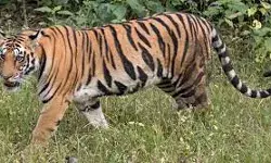 बाघ ने श्रमिक को बनाया निवाला- मचा हड़कंप