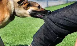 चलती बाइक के पीछे दौडता आवारा कुत्ता ले गया महिला की जान