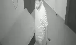 MLA का भाई गिरफ्तार- बेड पर लेटकर पत्नी को दिखा रहा था पिस्टल MLA का भाई गिरफ्तार- बेड पर लेटकर पत्नी को दिखा रहा था पिस्टल