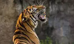 बाघ ने धान की फसल की रखवाली कर रहे किसानों पर किया हमला