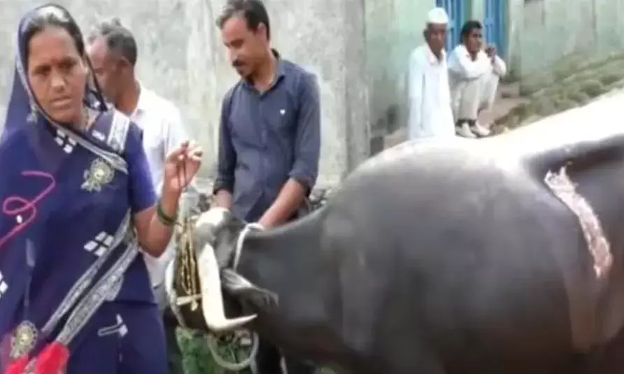 भैंस ने निगला डेढ़ लाख की कीमत का मंगलसूत्र- 2 घंटे तक चला ऑपरेशन