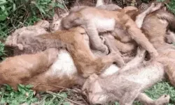 बंदरों की सामूहिक हत्या- वन चौकी के पास लगाया मरे बंदरों का ढेर