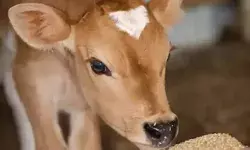 बेजुबान पर अत्याचार- काम पिपासु की बछिया से दुराचार की कोशिश बेजुबान पर अत्याचार- काम पिपासु की बछिया से दुराचार की कोशिश