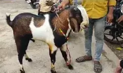 माफिया अतीक के पड़ोस में बदमाशों का धावा- कार में ले भागे बकरे माफिया अतीक के पड़ोस में बदमाशों का धावा- कार में ले भागे बकरे