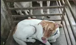 नहीं कराया पालतू कुत्तों का रजिस्ट्रेशन तो भरना पड़ेगा भारी जुर्माना