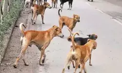 स्ट्रीट डॉग झुंड का घर के बाहर खेल रहे बच्चों पर अटैक- कई घायल,1 गंभीर