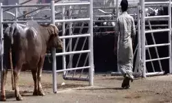 स्लॉटर हाउस में मांस की बिक्री मामला- पर्यावरण अधिकारी किया सस्पेंड