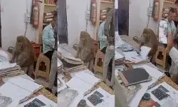 निरीक्षण करने पहुंचे बंदर ने खंगाली फाइलें- केले की रिश्वत से इनकार निरीक्षण करने पहुंचे बंदर ने खंगाली फाइलें- केले की रिश्वत से इनकार