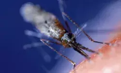 संदिग्ध डेंगू का कहर- भाजपा नेता की बेटी एवं नातिन की मौत संदिग्ध डेंगू का कहर- भाजपा नेता की बेटी एवं नातिन की मौत