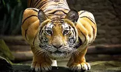 जख्मी बाघ ने किया केयरटेकर पर हमला, हुई मौत