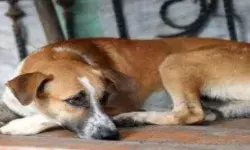 कमरे में कुतिया से दुष्कर्म- पकड़े जाते ही तीसरी मंजिल से फेंका- फरार कमरे में कुतिया से दुष्कर्म- पकड़े जाते ही तीसरी मंजिल से फेंका- फरार