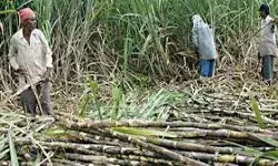 गन्ना किसानों की बल्ले-बल्ले, चीनी मिलों ने किया 358 करोड़ का भुगतान गन्ना किसानों की बल्ले-बल्ले, चीनी मिलों ने किया 358 करोड़ का भुगतान