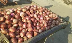 सरकार ने खोली सब्जी की दुकान- पांच स्थानों पर बेच रही सस्ती प्याज