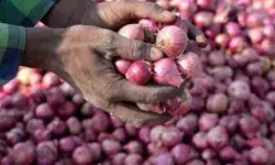 बस केवल लाइन में लगने की है बात- यहां पर मिल रही 25 रुपए किलो प्याज